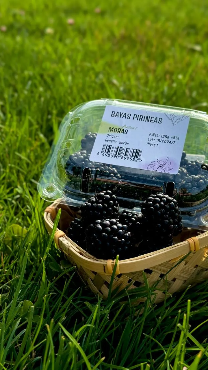Fresh blackberries from Bayas Pirineas