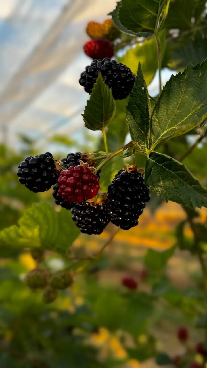 Blackberries ripening on the plant