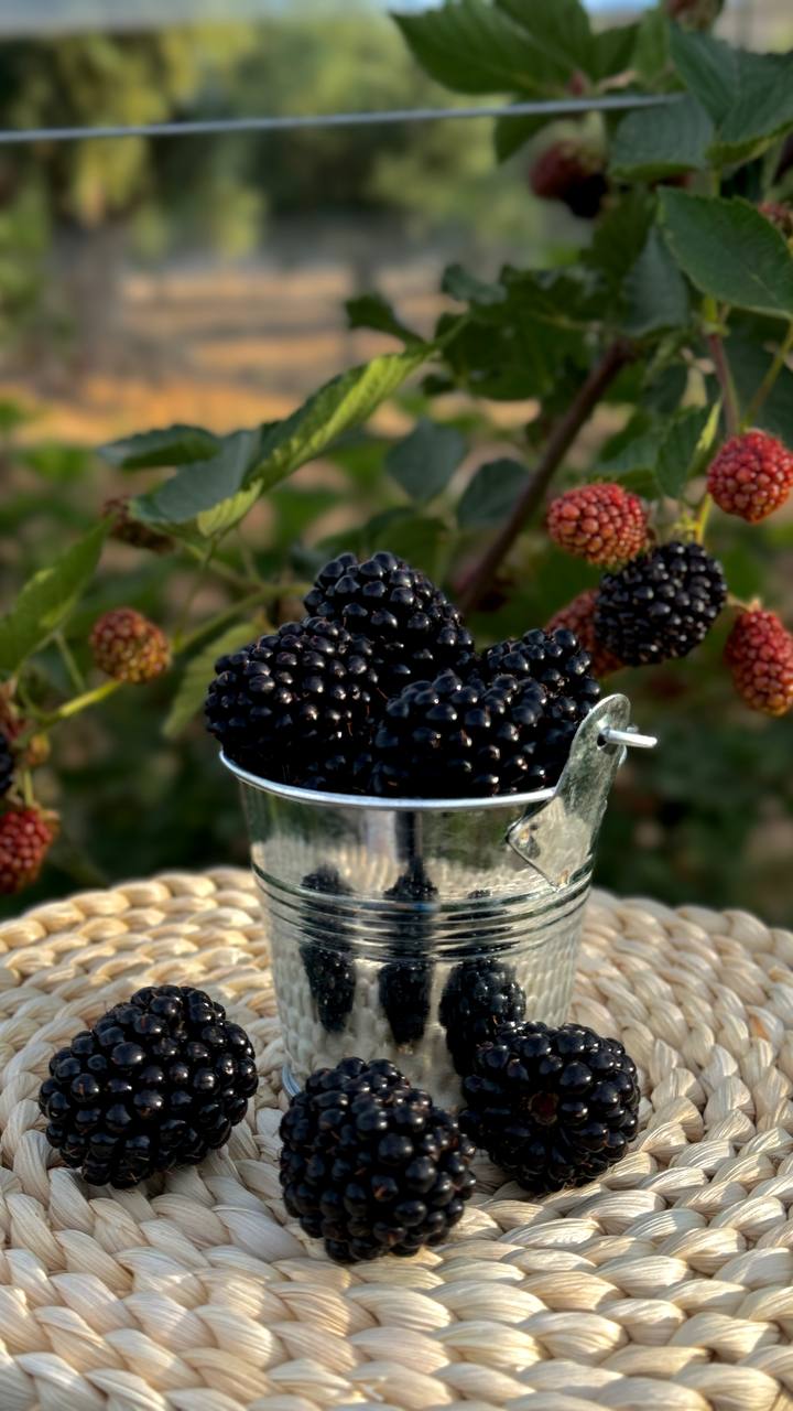 Harvested Blackberries