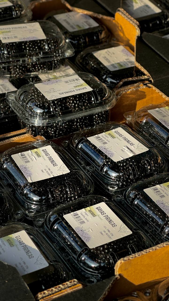 Packaged Blackberries