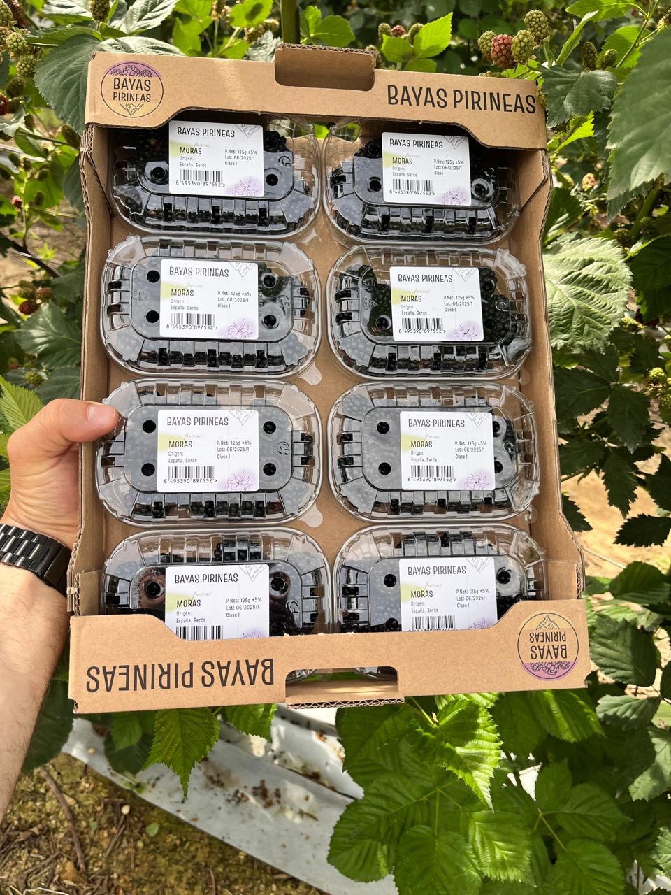 Blackberry Farm Field