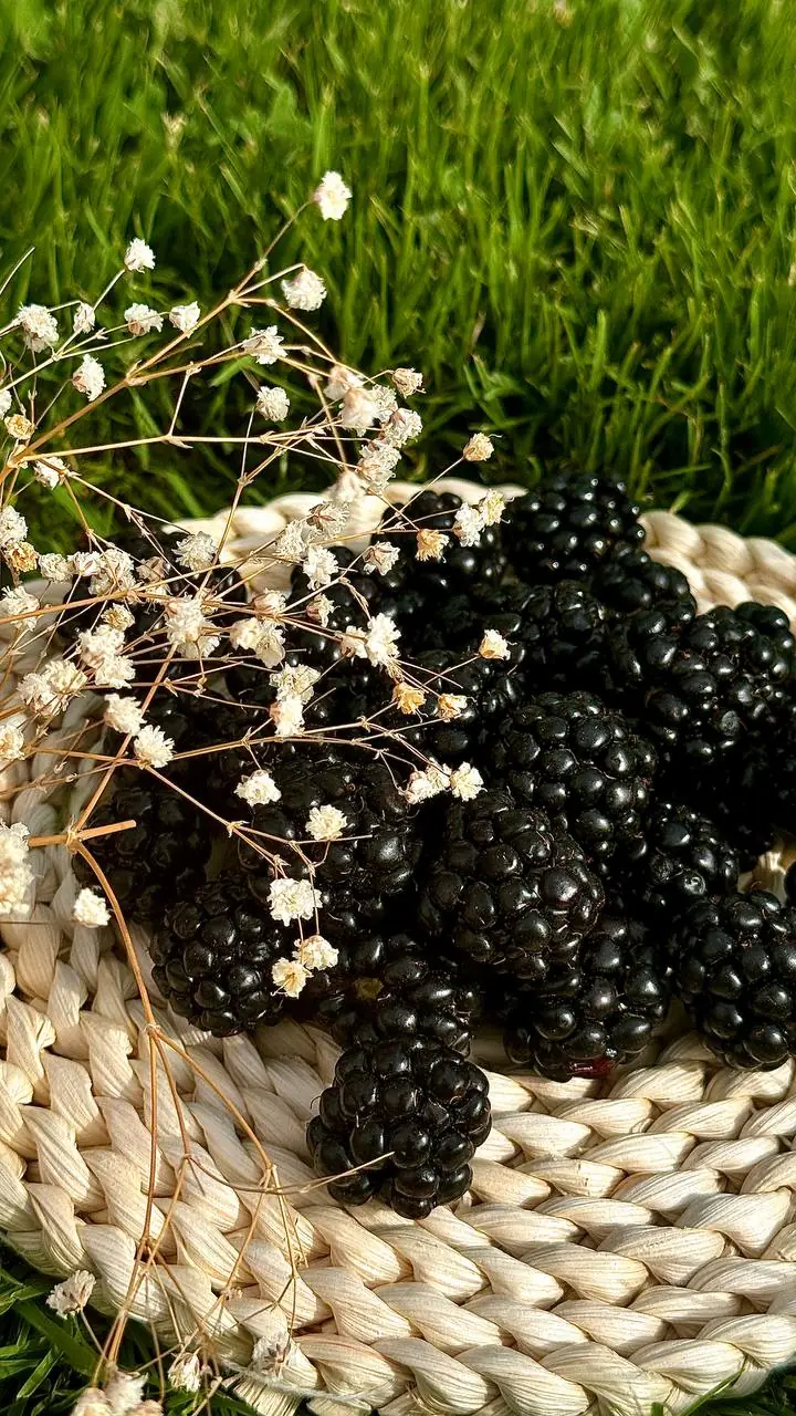 Blackberries from our farm in Catalonia